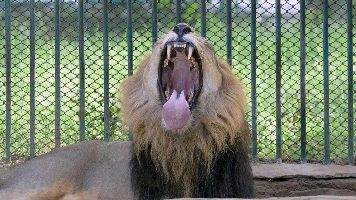 Lion yawning in its enclosure