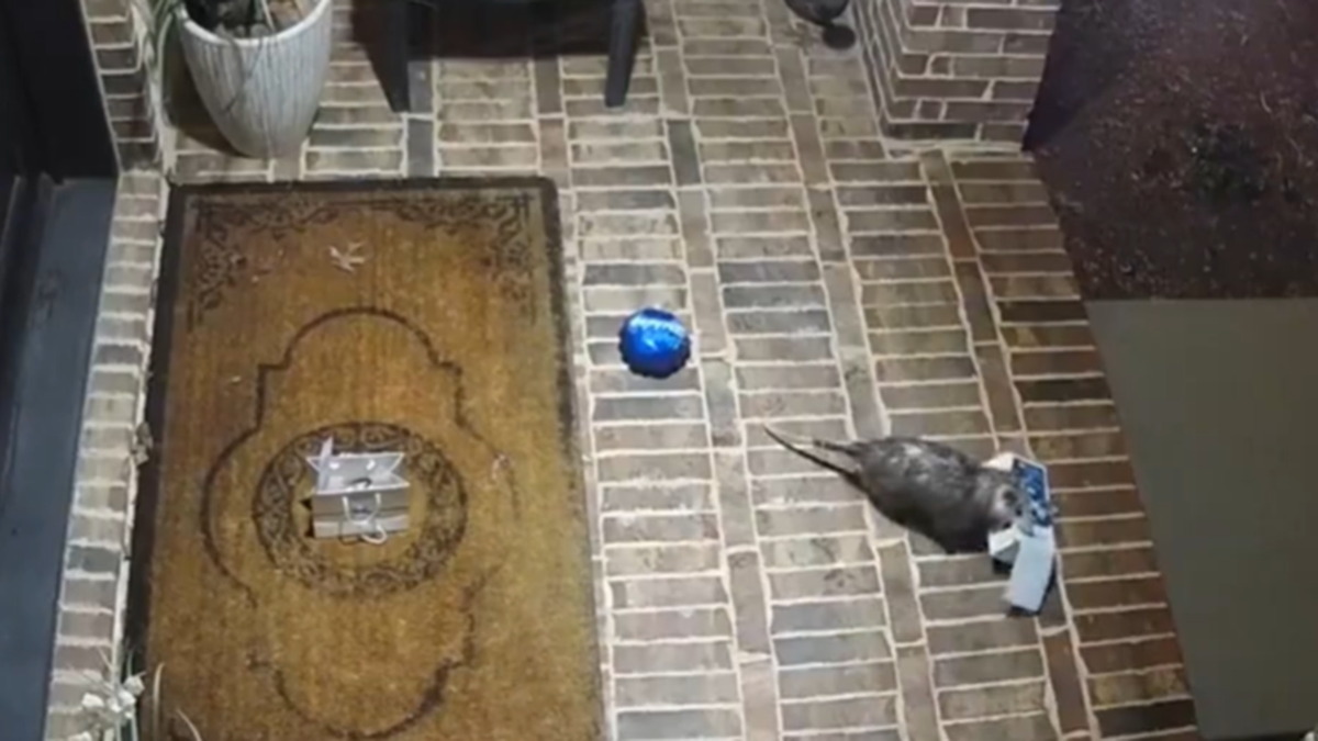 Opossum in Texas steals package