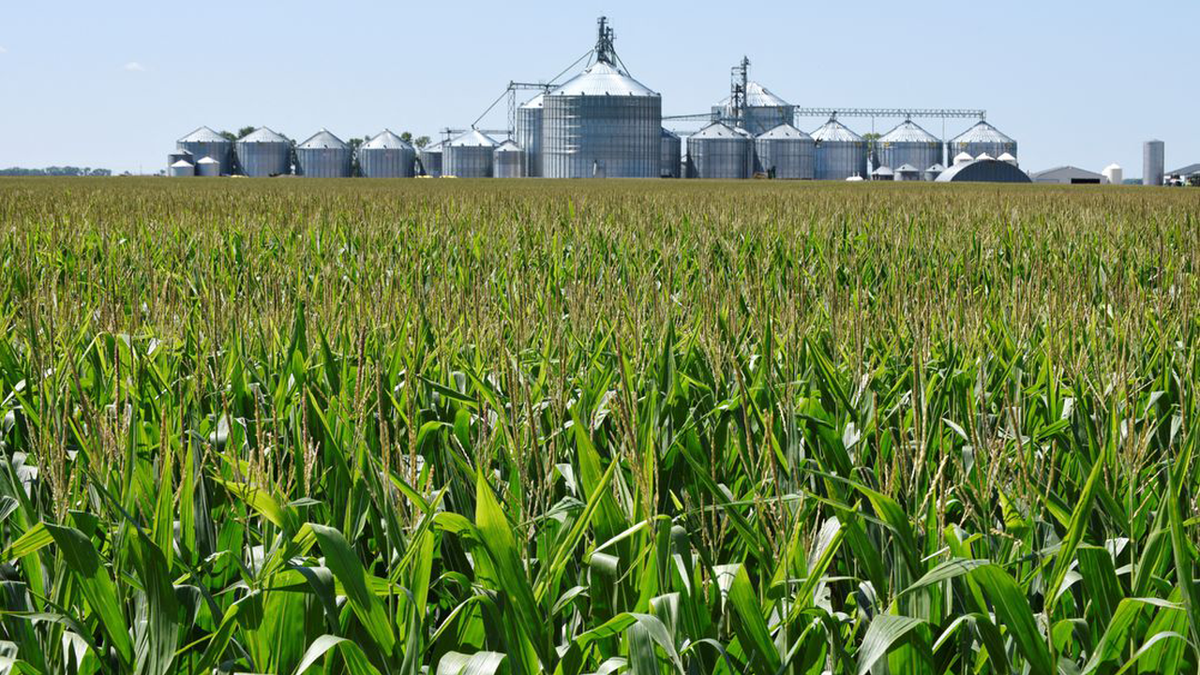 north dakota corn field