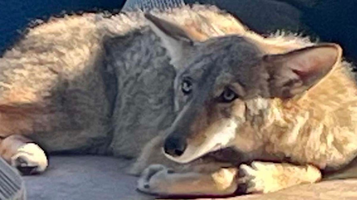 Coyote resting on couch