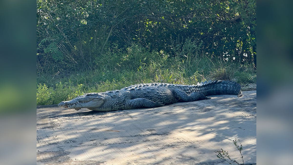 Crocodile slinking across the ground