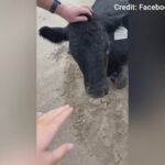 Cowabunga! Flood-swept cow washes ashore on beach, alive and mooing