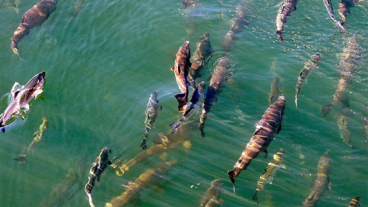 Marine life swimming in the ocean