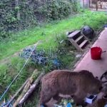 Bears escape wildlife park enclosure and feast on week’s worth of honey