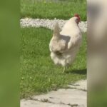 Fowl play: Florida woman charged after allegedly spraying mace at driver who struck chicken crossing the road