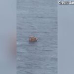 Girl on Disney cruise fell through porthole as dad jumped to save her in 20-minute fight for survival: police