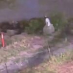 Off-duty CBP officer shot during attempted robbery involving previously-deported illegal immigrant: DHS