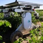 Solar-powered robot zaps weeds without chemicals
