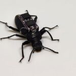 Tiny cyborg beetles are built to save lives in real emergencies