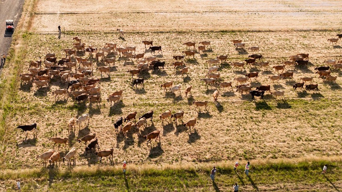 Cows congregate in a pasture at Raw Farm in Fresno County, California.