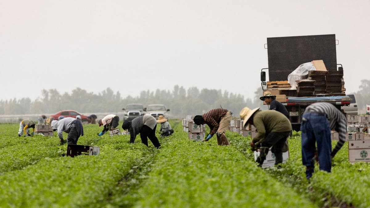 Farm workers pick cilantro in a field early in the morning mist as southern California