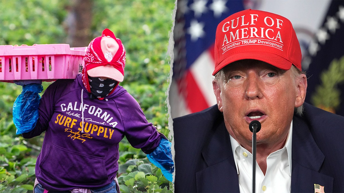 A farmworker works in a strawberry field on June 12, 2025 in Oxnard, California, left, Trump speaking at "Alligator Alcatraz."