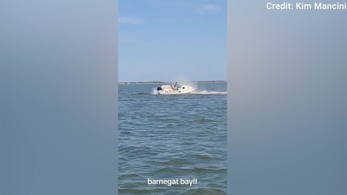 Boat hits whale 