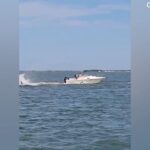 Boat collision with whale sends passenger overboard, kills 20-foot marine mammal