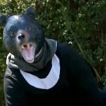 Hiker’s friend watches in horror as brown bear drags man into bushes on mountain: report