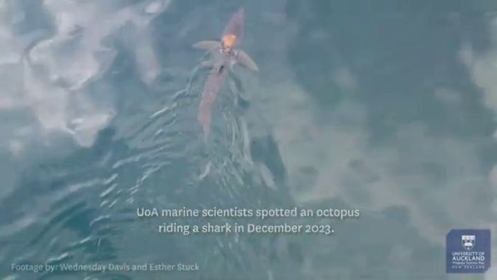 Scientists discover ‘sharktopus,’ an octopus riding a shark