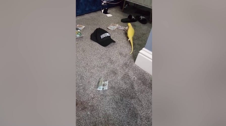 Parrot helps police uncover major drug operation
