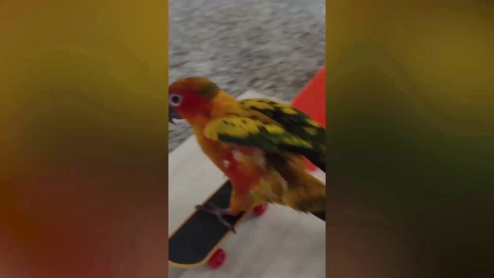 Parrot on a skateboard: Check out this video of a colorful parrot going for a ride
