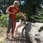 Virginia Tech study shows dogs can detect invasive lanternfly