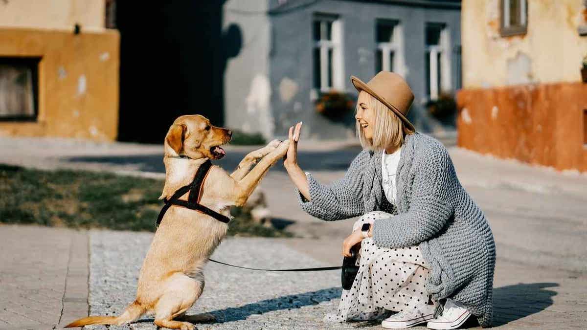 A dog puts its paws up to greet a woman's hands (Kurt "CyberGuy" Knutsson)  