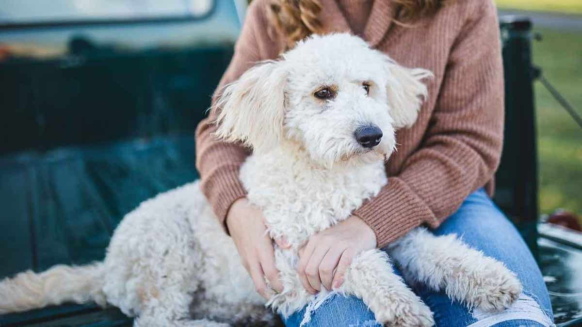 A dog sitting on its owner’s lap (Kurt "CyberGuy" Knutsson)  
