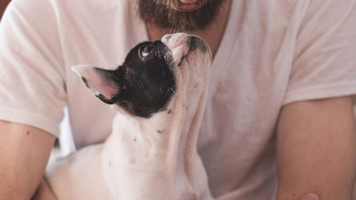 A dog looks up at its owner. (Kurt "CyberGuy" Knutsson) 