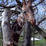 Zoo’s request for donations of pets to be fed to predatory animals draws PETA blowback