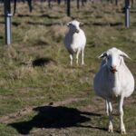 Solar companies deploy sheep across farms in growing green energy trend