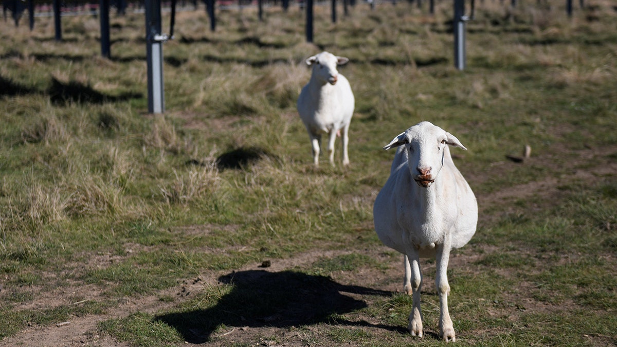 Sheep grazing near Texas solar panels