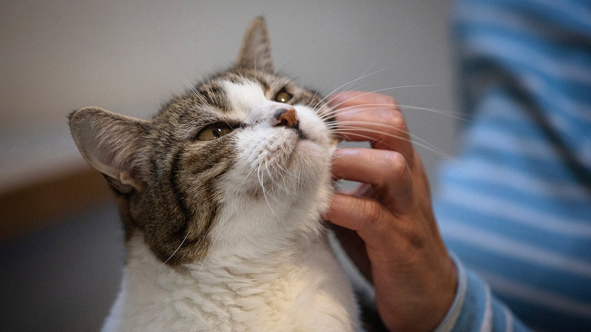 Cat getting pet on the face.