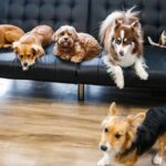 AI robot brings emotional care to pets