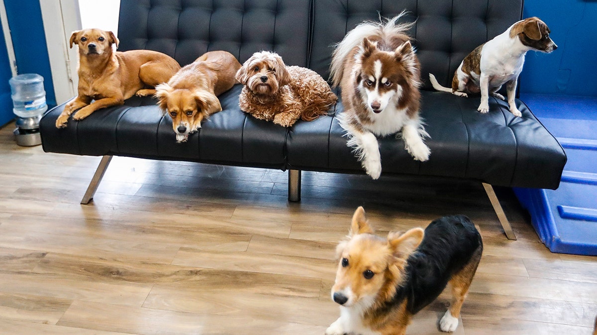 Dogs laying on the couch.
