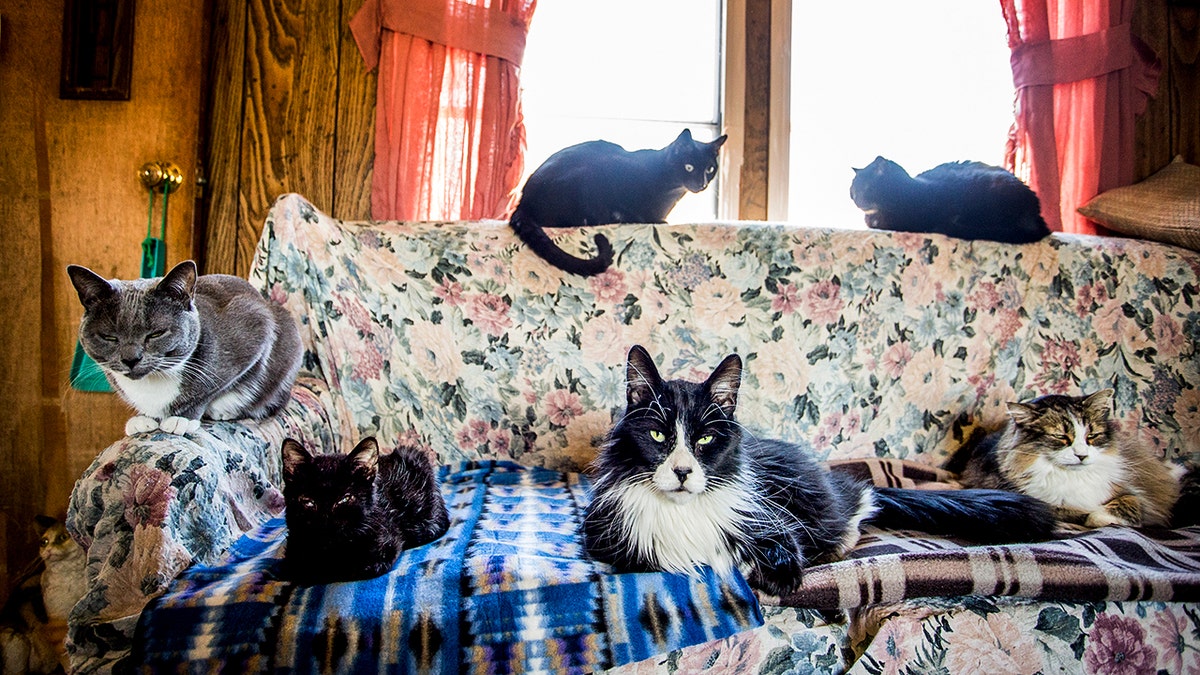 Cats laying on the couch.