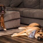 Ring’s AI Search Party helps find lost dogs faster