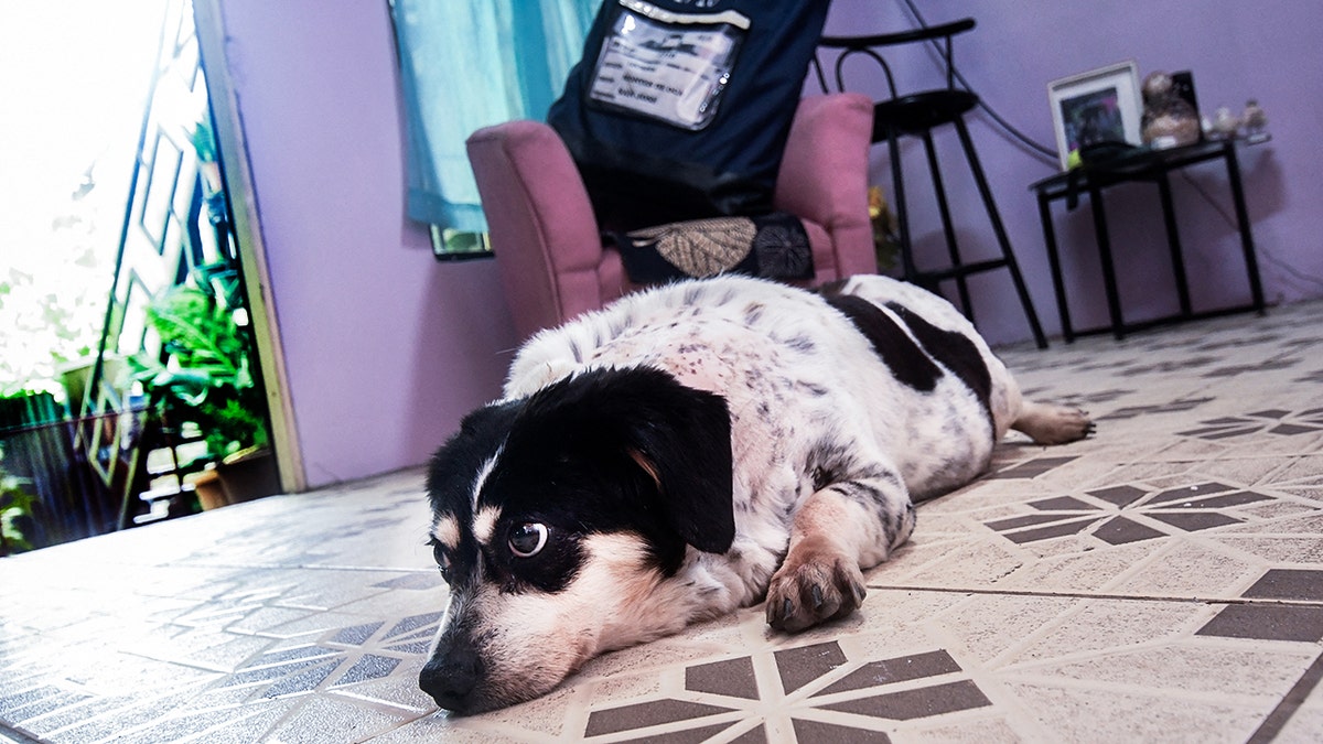A dog laying down and looking away.
